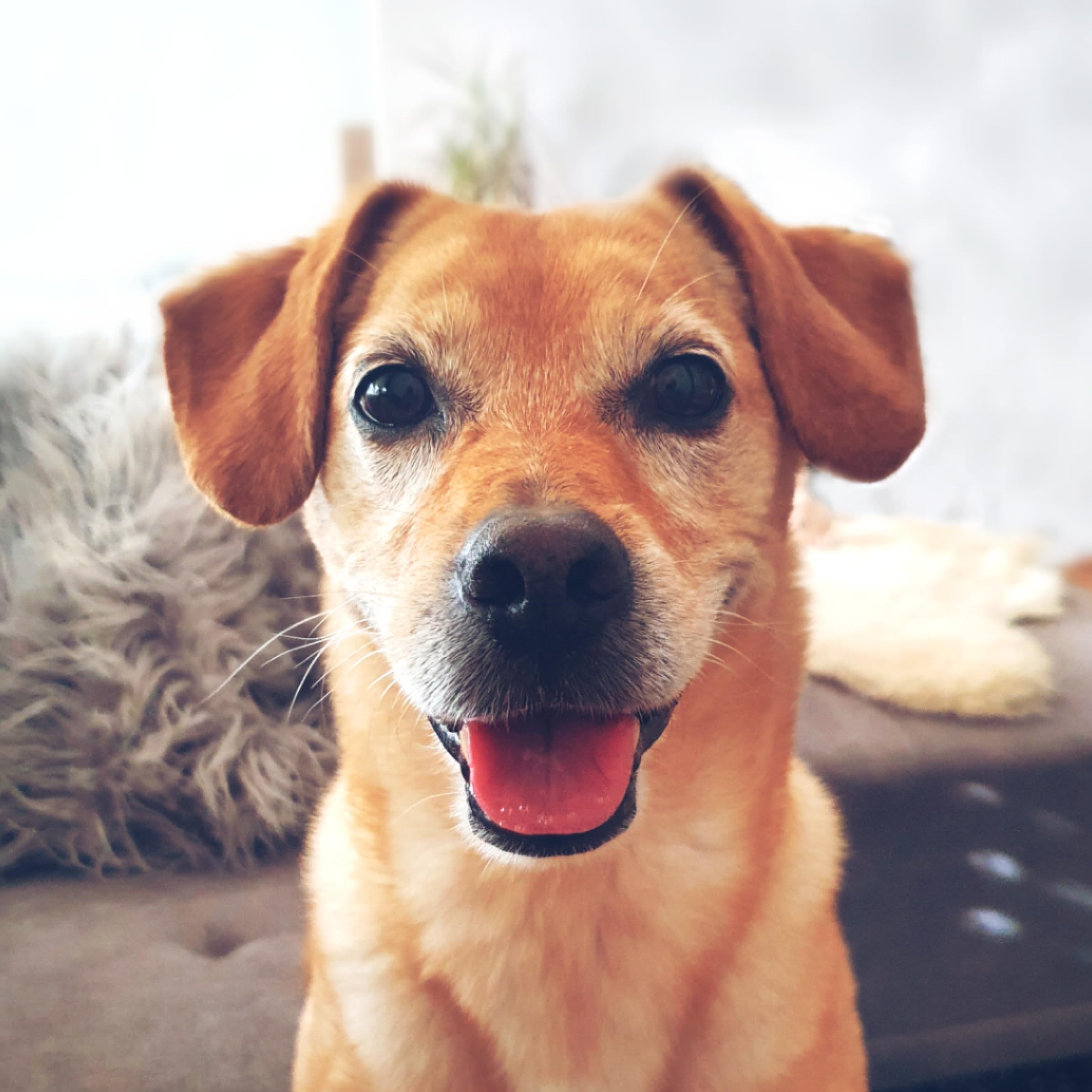 Die Amazon Seite von Nico