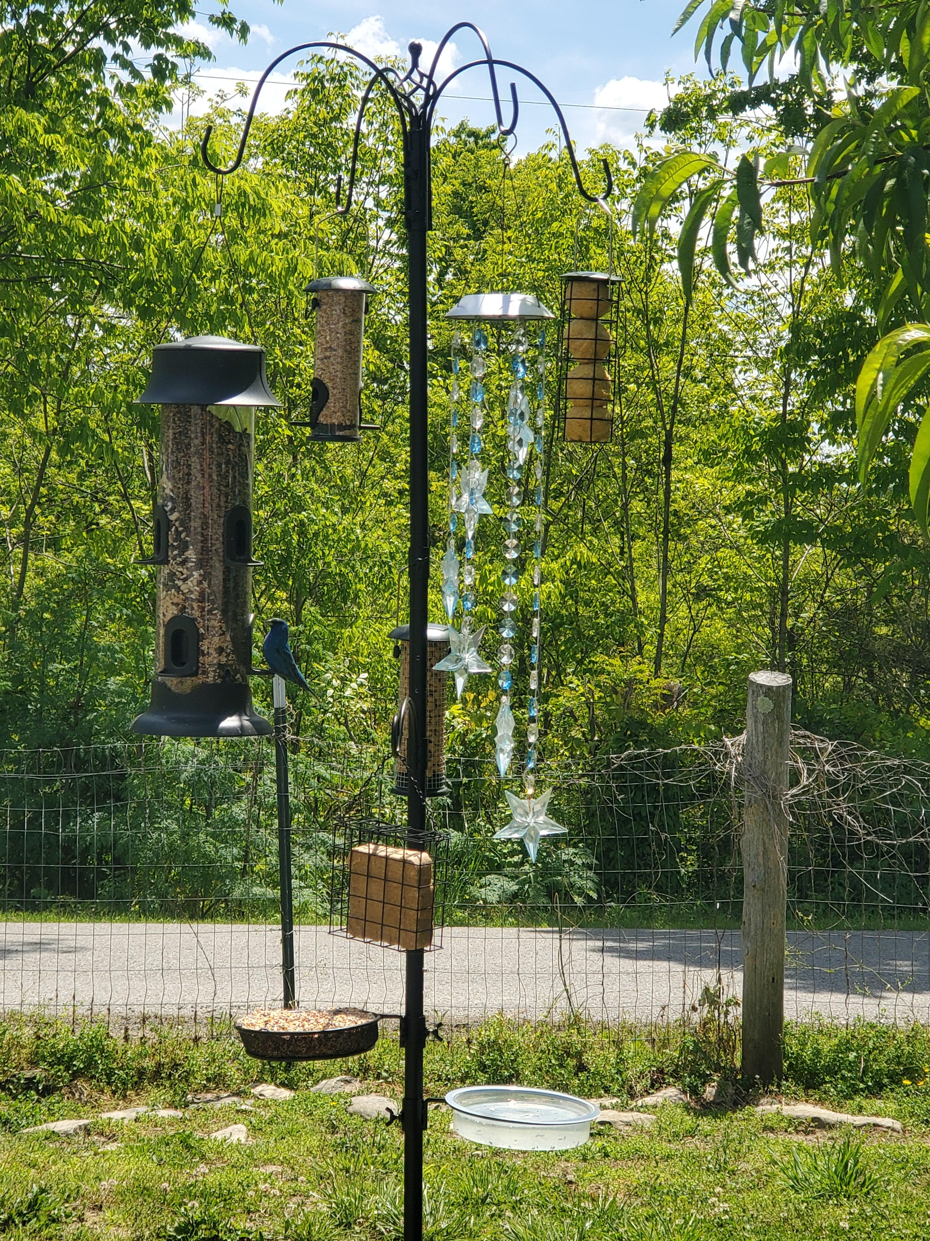 Colorful songbirds feeding at one of the best bird feeders for a backyard