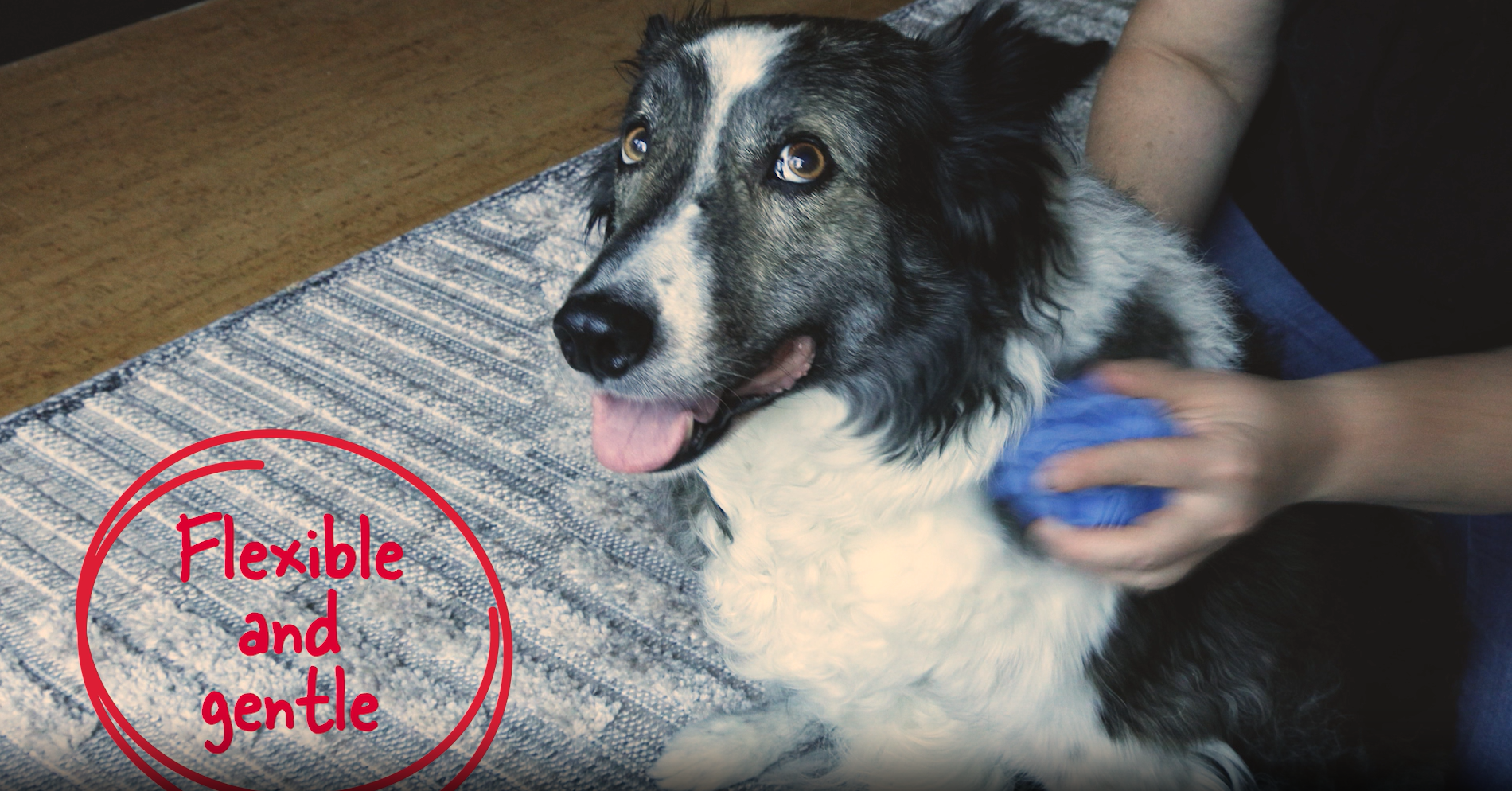 【美品】motto_kuma dog blue KONG - Zoom Groom Dog Brush, Groom and Massage While Removing