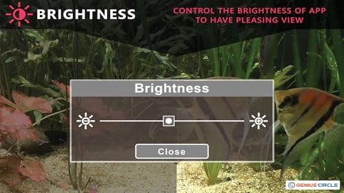 free couple fish aquarium HD - aproveite o romance de peixes em sua TV HDR 4K, TV 8K e dispositivos