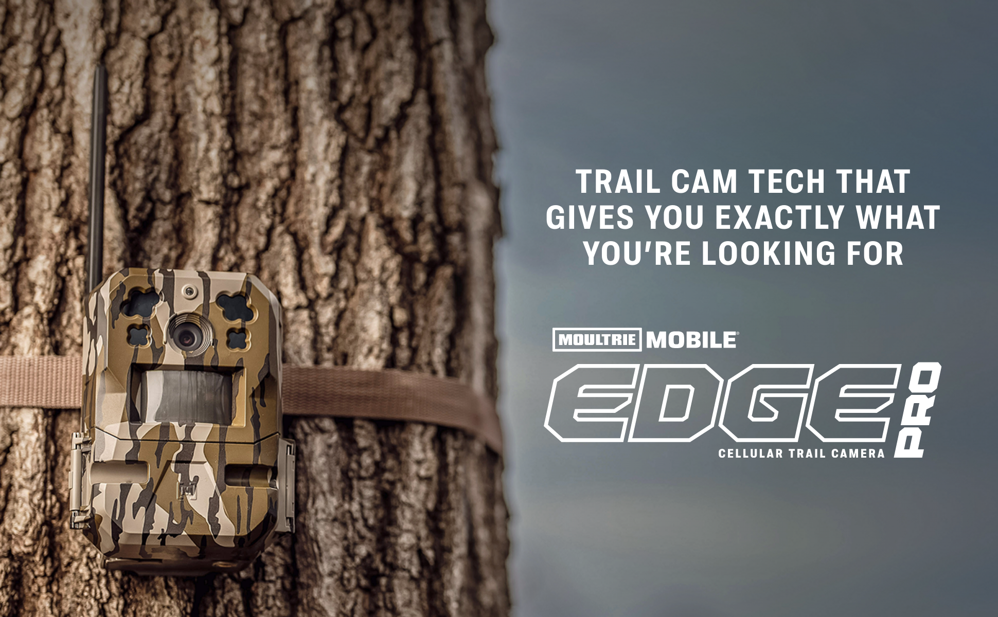 Amazon.com : Moultrie Edge Pro Cellular Trail Camera - 2 Pack