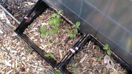 Edible Acres Permaculture