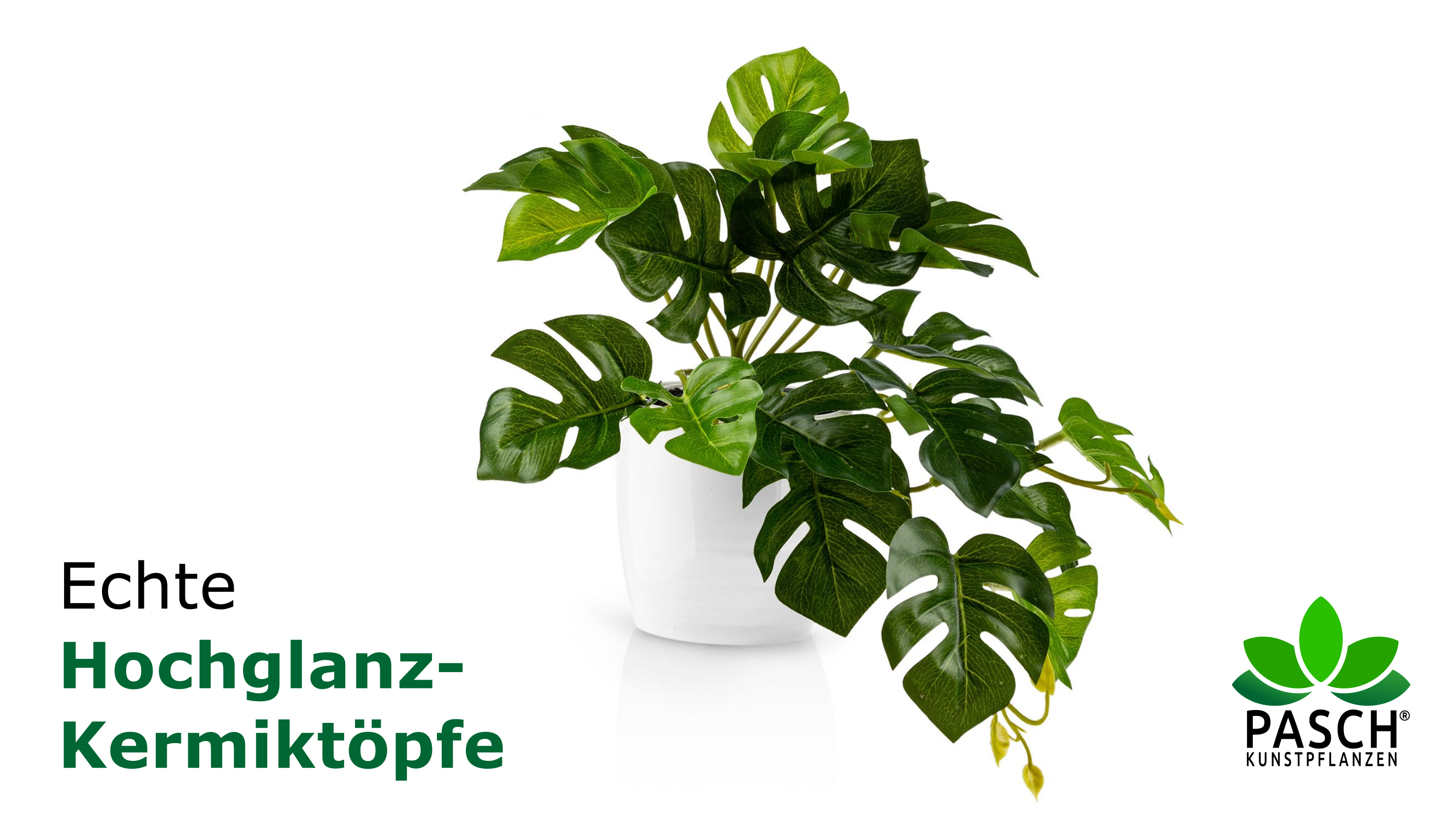 fensterblatt monstera standort Große Monstera | Monstera deliciosa main image 0