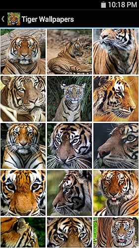 Tiger Wallpapers