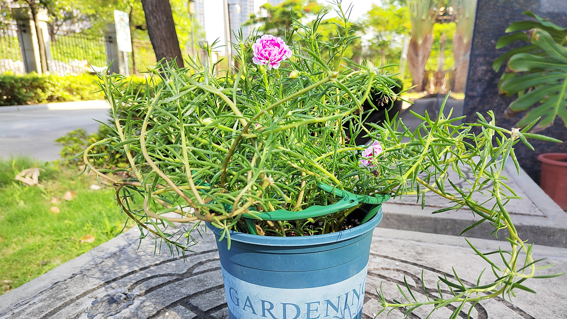 Belit Lot De 8 Petits Tuteurs Pour Plantes De Jardin, Fleurs