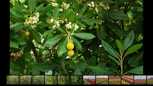 DG Image Viewer