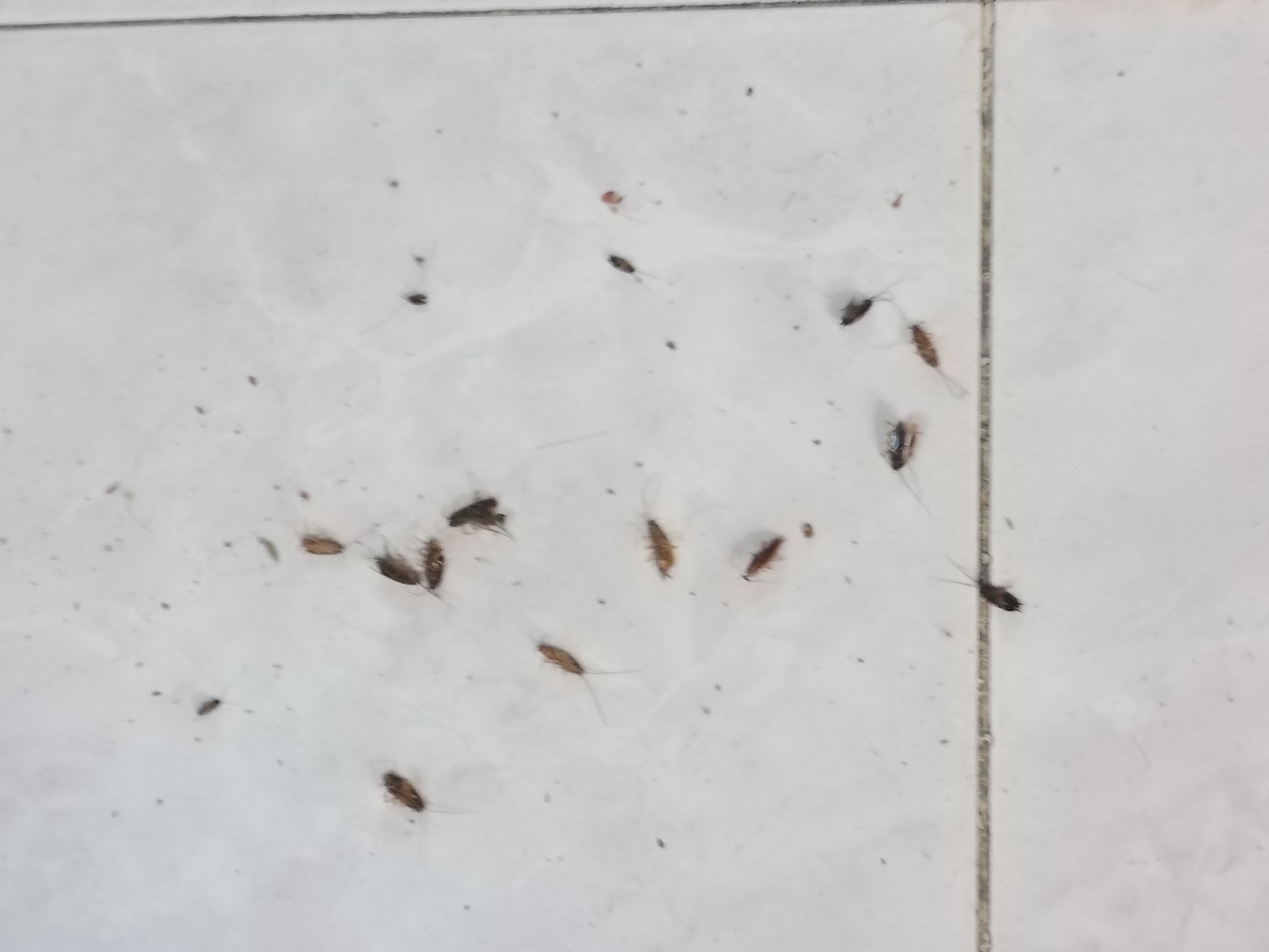 dead roaches greenleaf powder canada