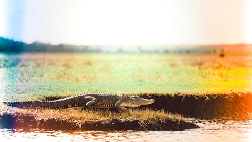 Discover Florida Channel