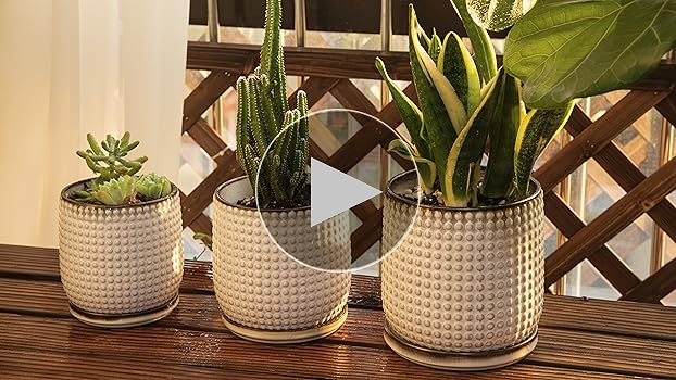 D.I.P pot 鉢 (B) Amazon.com : D'vine Dev 4 Inch Embossed Leaves Stoneware