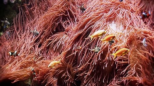 Aquarium Chillout & Lounge Deluxe Edition [3hrs video & music]