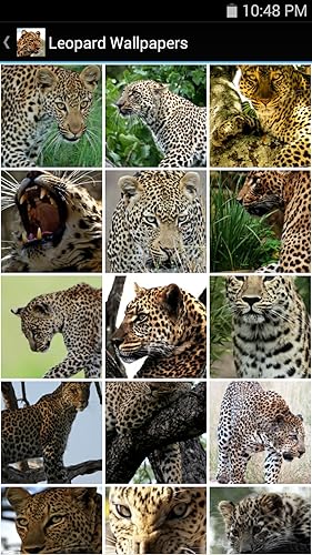 Leopard Wallpapers