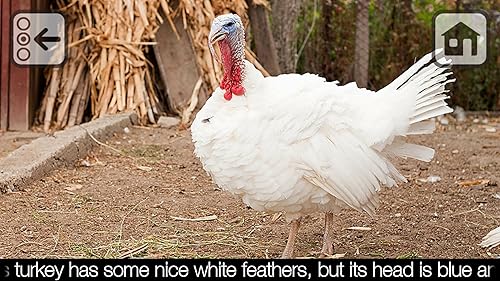 Free 100 Farm Animals