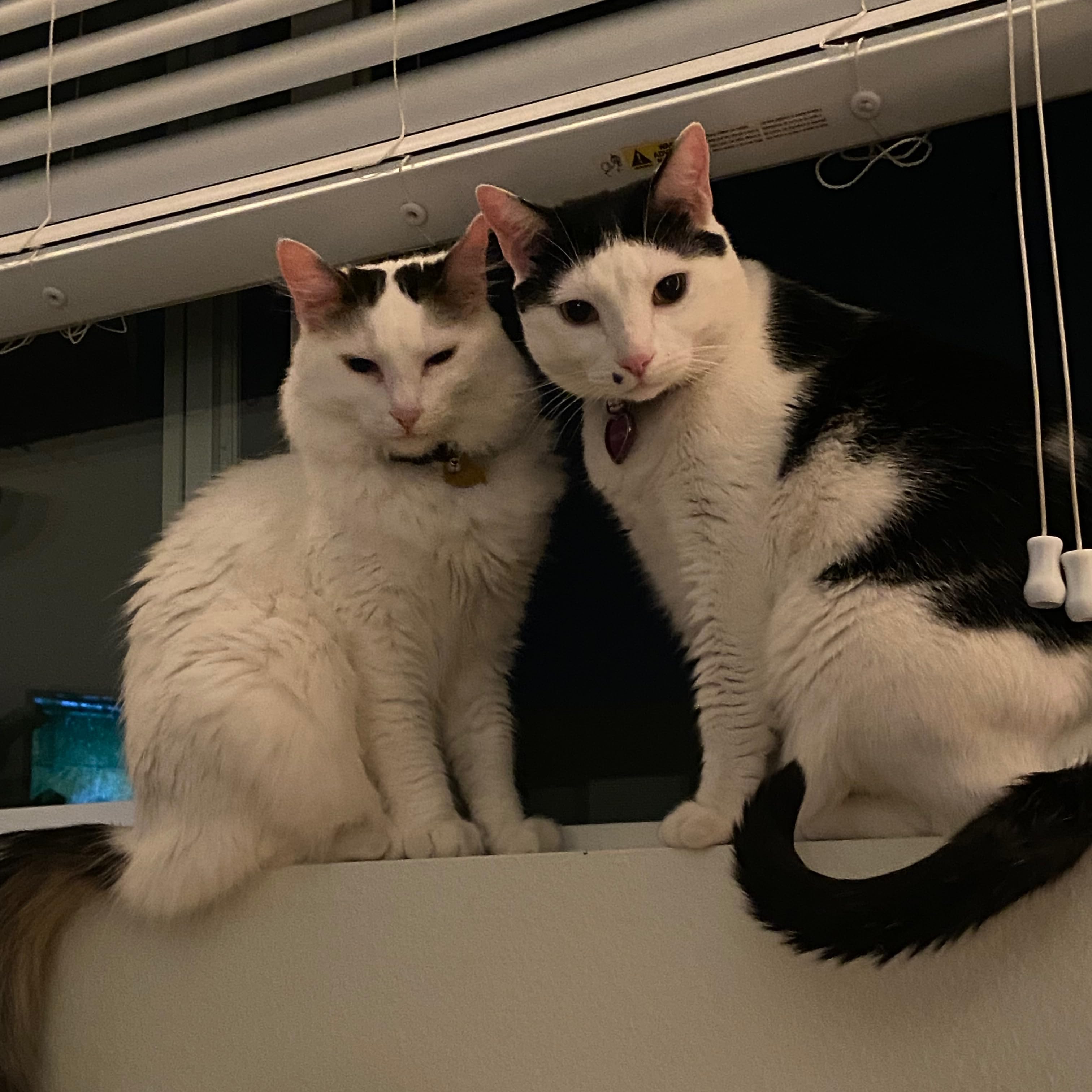 Melon & Finn's Amazon Page