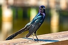 Review Image by Asbel Asbel