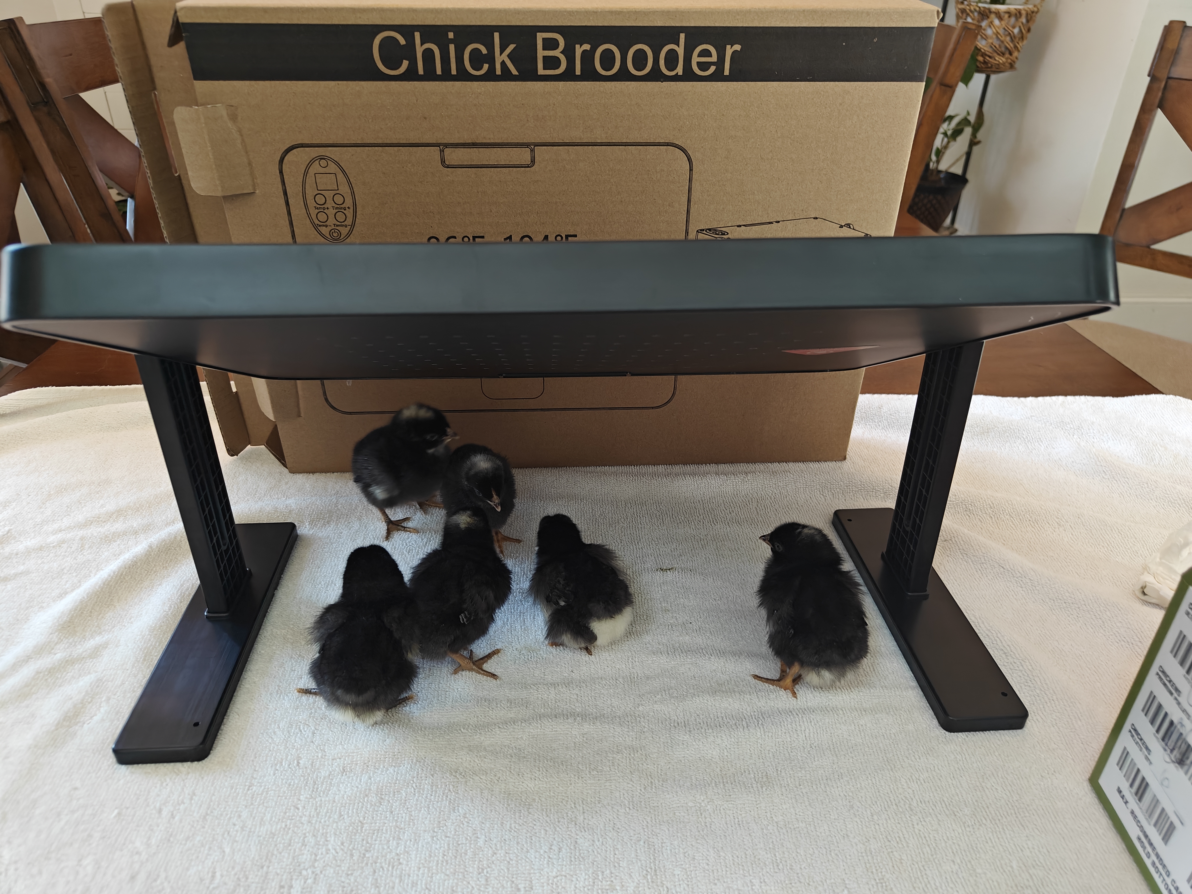 Watch My review of the Bemokuri Chicken Brooder on Amazon Live
