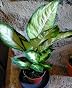 Planta Interior Natural Planta De Interior Dieffenbachia XL - Altura 55cm, Maceta 17cm, Purificadora De Aire Plantas De Interior Naturales Altas