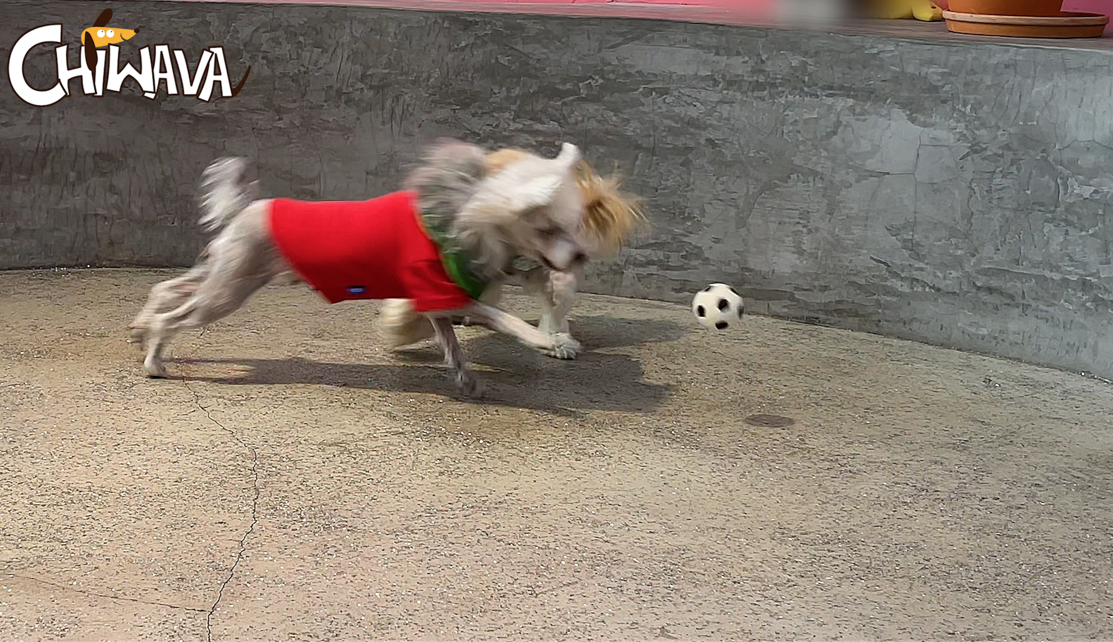Amazon | Chiwava 4個 6cm 音の出るラテックスゴム犬おもちゃ ボール