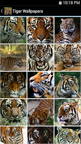 Tiger Wallpapers