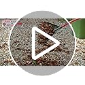 Amazon.com : ROOT ASSASSIN RAKE : Patio, Lawn & Garden