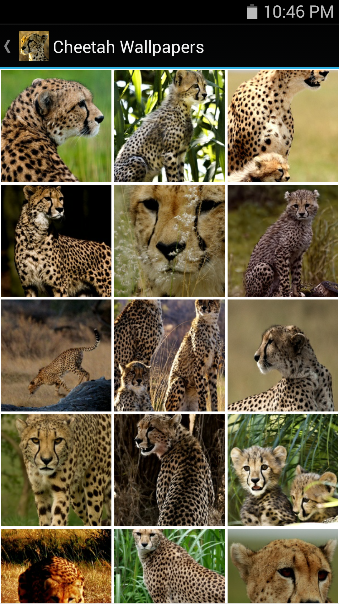 Cheetah Wallpapers - App on Amazon Appstore