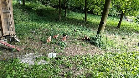 Rete Per Pollame VOSS.farming 50m - 112cm Altezza - Verde Con 16 Pali - Elettrificabile - Foto 8