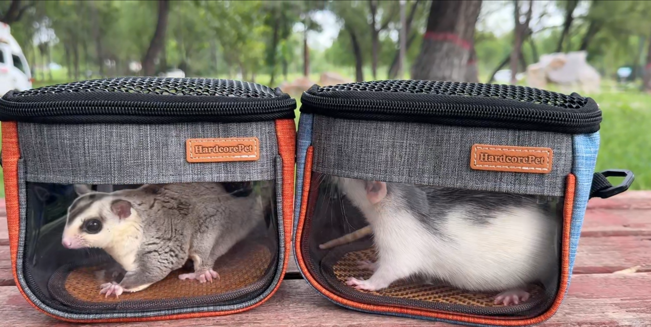 Amazon.com : Sugar Glider Carrier Bag, Transparent Breathable