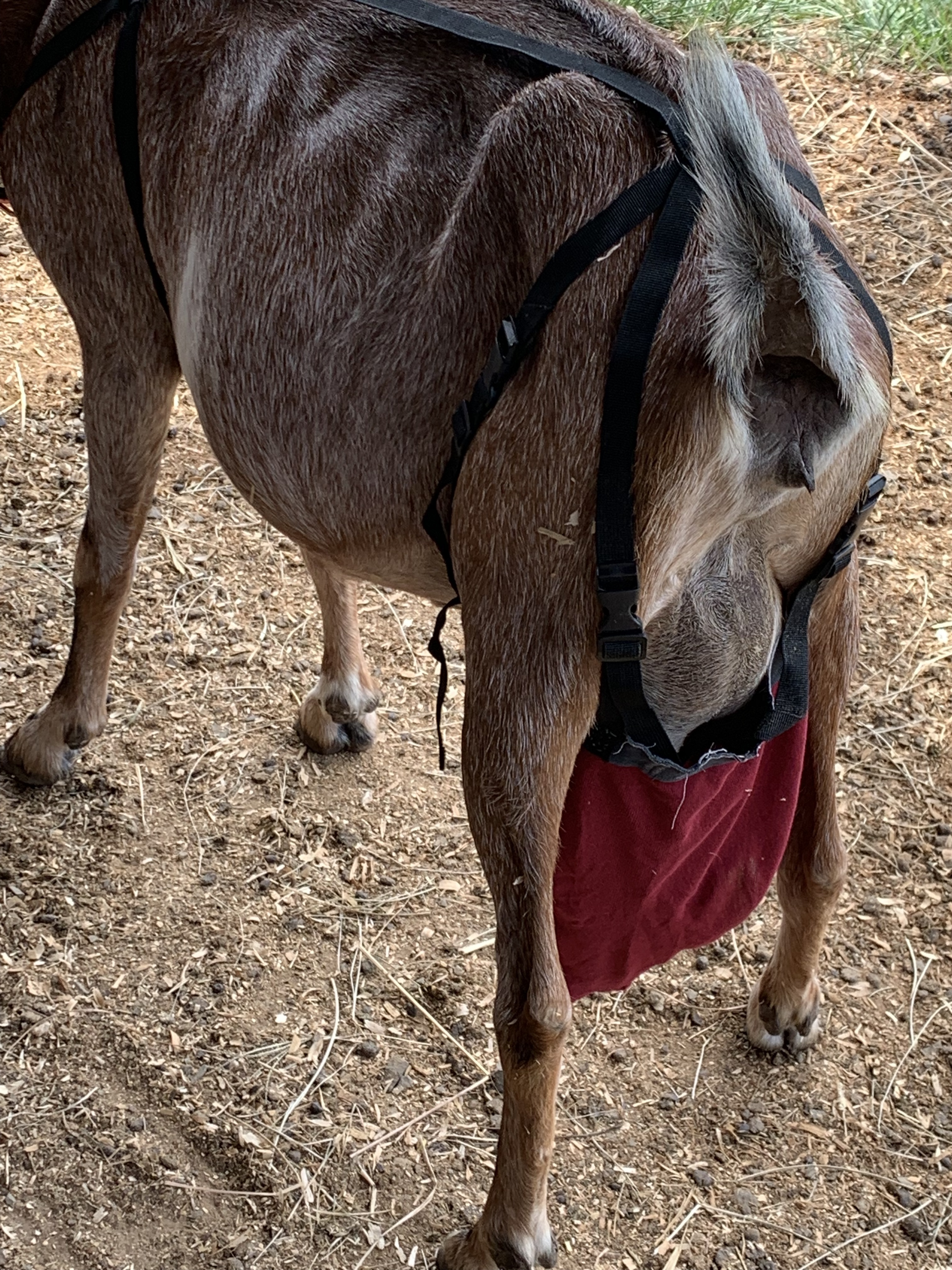 Goat Bra Udder Bag - Adjustable Support Harness For Sheep & Goats - Corrects Saggy Udders
