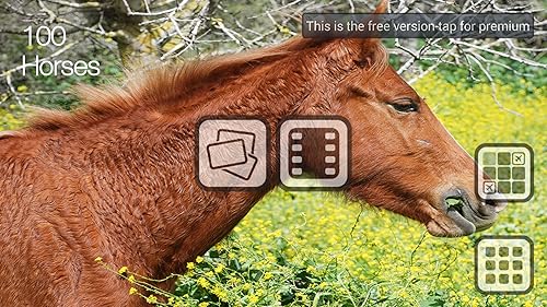 Free 100 Horses