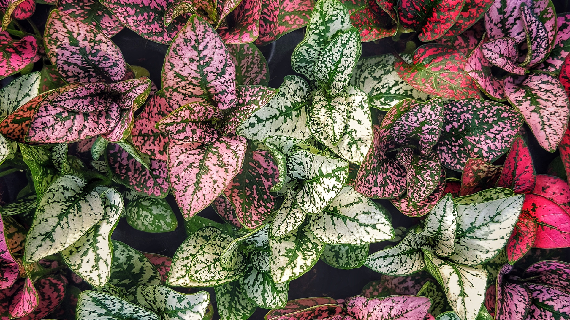 indoor plants hawaii Hawaiian' Pothos  Jardineries Botanix
