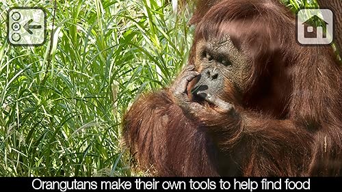 Free 100 Zoo Animals