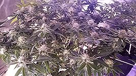 Review Image by Gabriel Desjarlais Gabriel Desjarlais