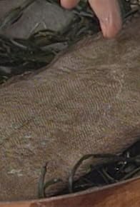 Primary photo for Fish