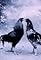 Animali criminali's primary photo