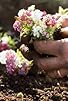 Primary photo for Protecting with Plants - Attracting Pollinators - The Vegie Patch Primary photo for Protecting with Plants - Attracting Pollinators - The Vegie Patch