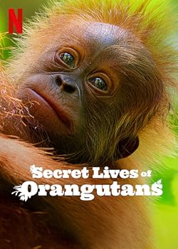 Poster of Secret Lives of Orangutans