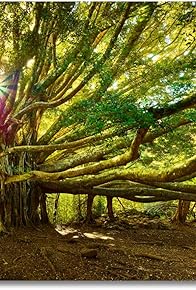 Primary photo for The Tree Artist