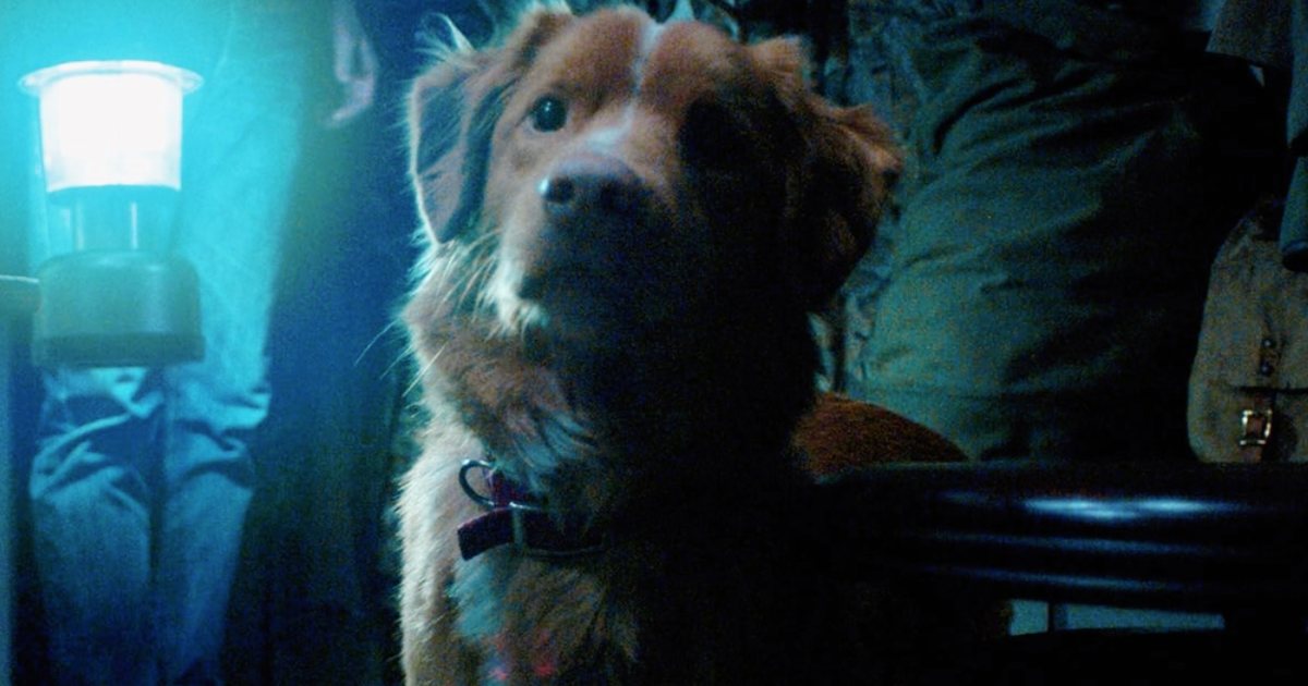 Indy, the Dog From Horror Movie 'Good Boy,' Asks Oscars to Consider Animal Actors: 'Throw Us a Bone' (Exclusive) - IMDb