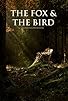 Primary photo for The Fox and the Bird