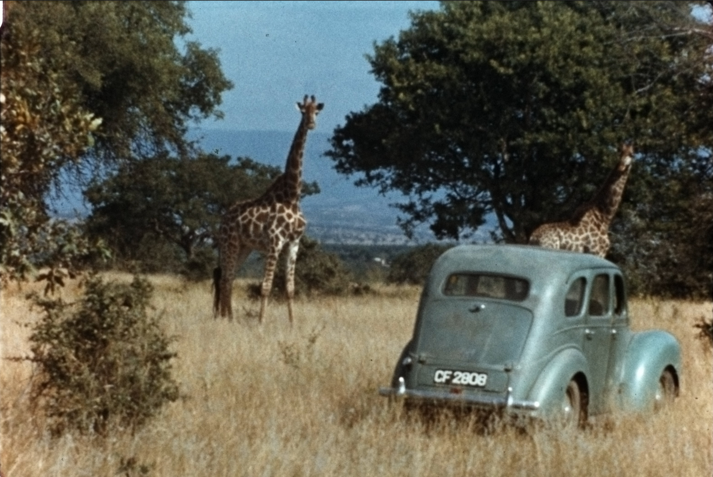 その他 The Woman Who Loves Giraffes [DVD] Import Prime Video: The Woman Who Loves Giraffes