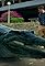 Prehistoric Megabeasts: Croc vs Snake's primary photo