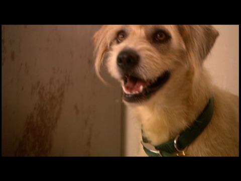 Lenny the Wonder Dog