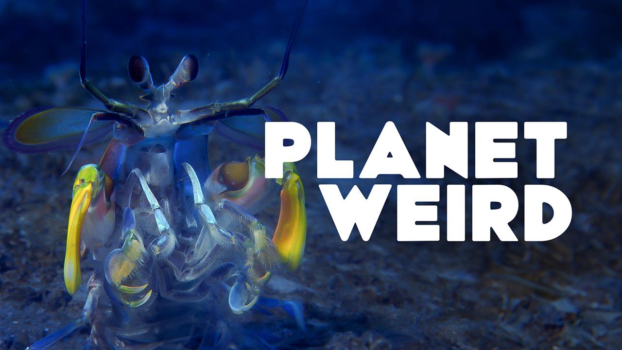 ●Weirdoes From The Planet Of Retardoes Escape from the Planet of the Robot Monsters - Quick Look