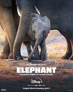 Poster of Elephant (2020)