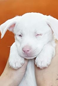 Primary photo for Blind Puppy Homecoming