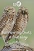 Primary photo for Burrowing Owls: A Love Story Primary photo for Burrowing Owls: A Love Story