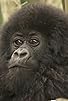 Primary photo for Baby Waka Waka - Gorilla Diaries
