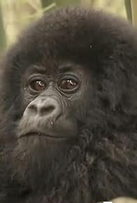 Primary photo for Baby Waka Waka - Gorilla Diaries