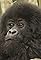 Baby Waka Waka - Gorilla Diaries's primary photo