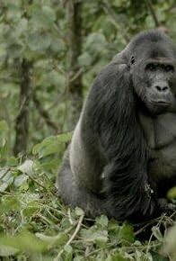 Primary photo for Silverback