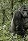 Silverback's primary photo